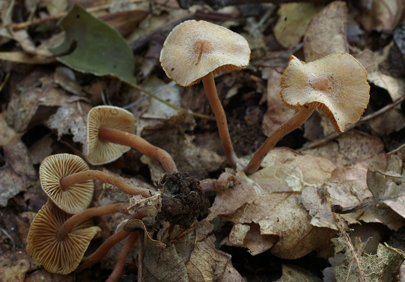 Inocybe petiginosa